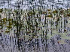 Lago di Cei, ninfee