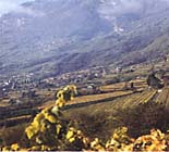 I vigneti di Pedersano, Cesoino