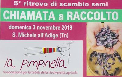 LA PIMPINELLA LA PIMPINELLA