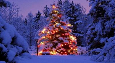 albero albero
