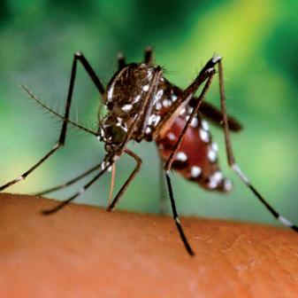 Zanzara tigre (Aedes Albopictus) Zanzara tigre (Aedes Albopictus)